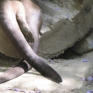 Giant Otters In Love