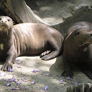 Giant Otters