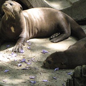 Giant Otters