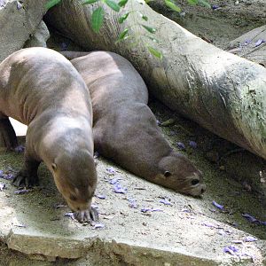 Giant Otters