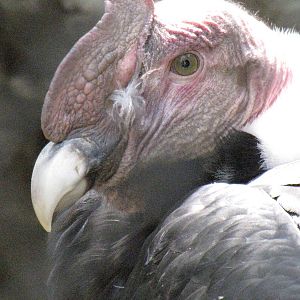 Andean Condor