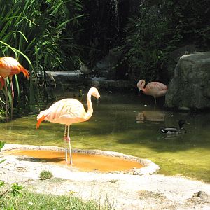 Flamingo Lagoon