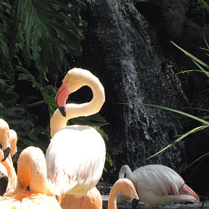 Flamingo Lagoon