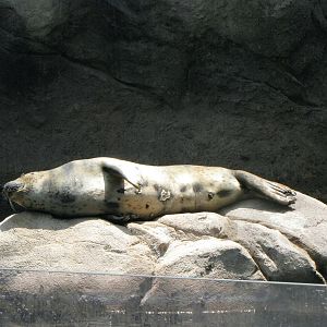 Harbor Seal