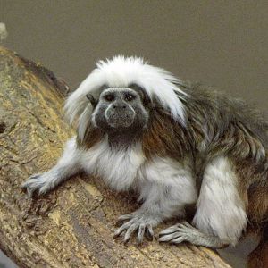 Cotton-top Tamarin