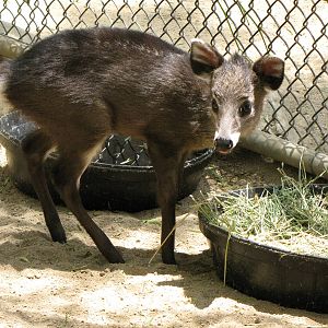 Tufted Deer Fawn