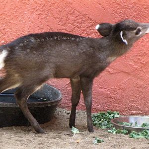 Tufted Deer Fawn