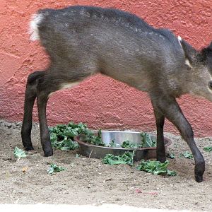 Tufted Deer Fawn