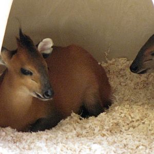 Red Flanked Duiker Youngsters