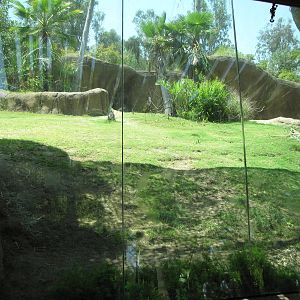 Gorilla Bachelor Habitat