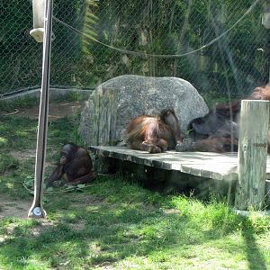Bornean Orangutans