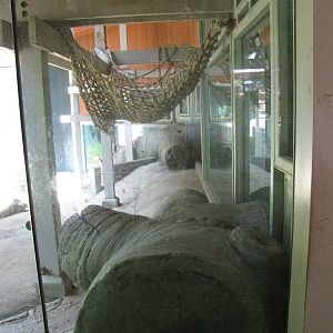 Chimpanzee Hammock