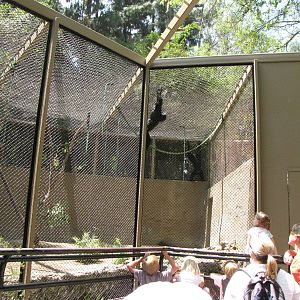 Siamang Exhibit