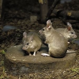Malagasy jumping rats
