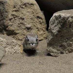Merriams kangaroo rat