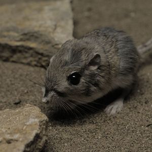 Merriams kangaroo rat