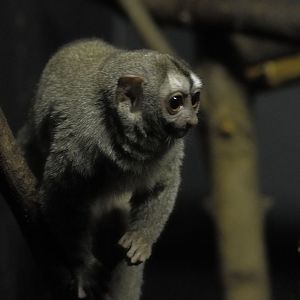 Grey-legged douroucouli