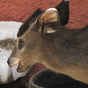 Tufted Deer Fawn