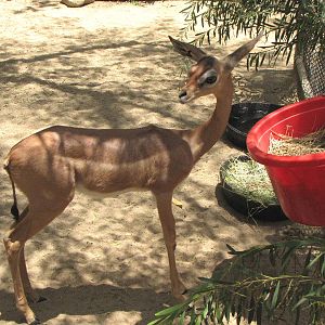 Young Gerenuk