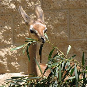 Young Gerenuk