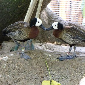 White-face Whistling Ducks