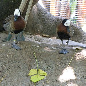 White-faced Whistling Ducks