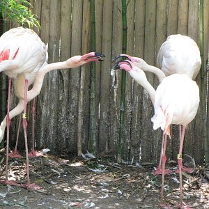 Greater Flamingo Pairs Defending Nesting Space