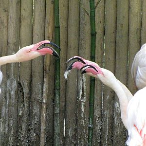 Greater Flamingo Pairs Defending Nesting Space