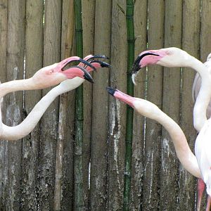 Greater Flamingo Pairs Defending Nesting Space