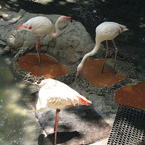 Greater Flamingos