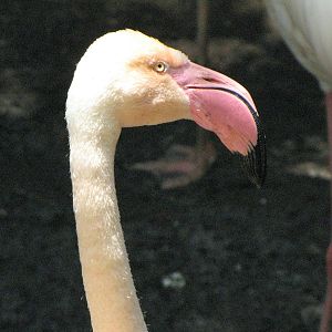 Greater Flamingo