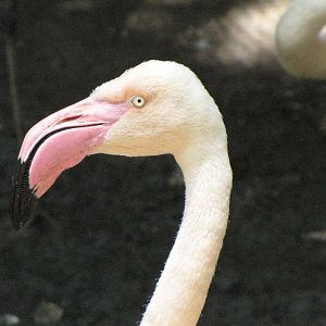 Greater Flamingo
