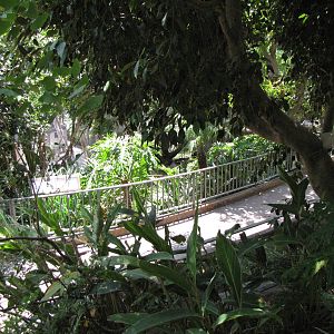 Lush Aviary Walkway