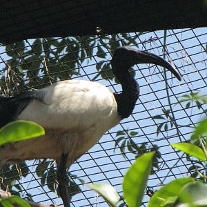 Sacred Ibis