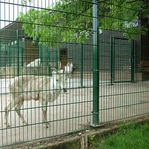 Dall's Sheep and Mountain Goat hardstands at Plzen, 25/05/10