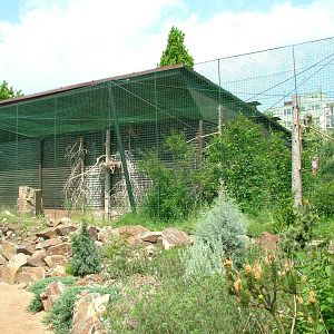 Red-tailed Hawk aviary at Plzen, 25/05/10