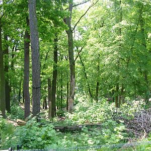 Brown Bear exhibit at Plzen, 25/05/10