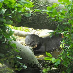 Giant Otter Feeding 6th June 2010