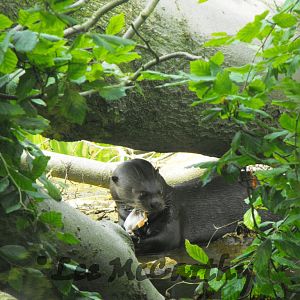 Giant Otter Feeding 6th June 2010