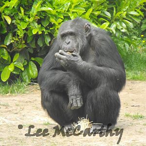 Male Chimp 6th June 2010