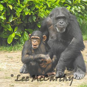 Chimps 6th June 2010