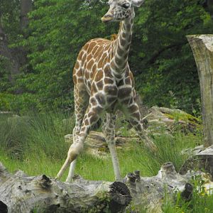 Giraffe 6th June 2010