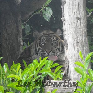 Kirana looking at me like im dinner!