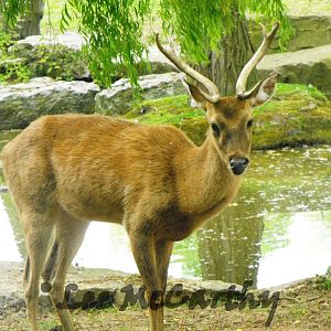 Brow-antlered Deer