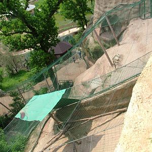 Snow Leopard exhibit at Plzen, 25/05/10