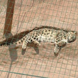 Snow Leopard in a Crevice at Plzen, 25/05/10