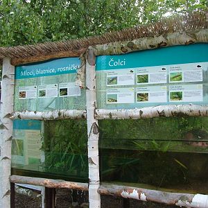 Amphibian exhibit at Plzen, 25/05/10