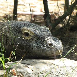 Male Komodo Dragon