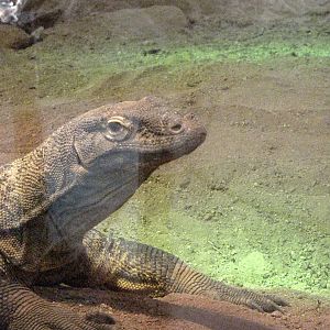 Female Komodo Dragon