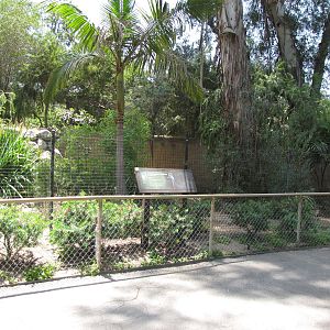 Double-wattled Cassowary Exhibit
